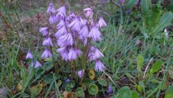 Soldanella carpatica Karpaadi soldanell